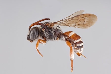 [Hexepeolus rhodogyne female (lateral/side view) thumbnail]